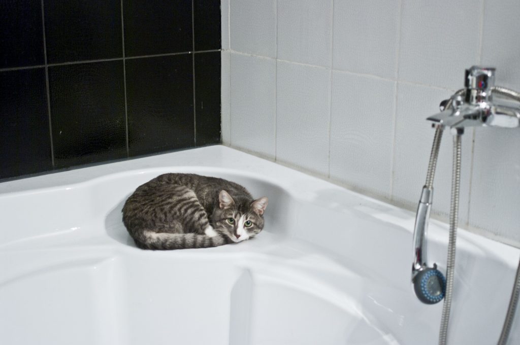 Gatos Gatos