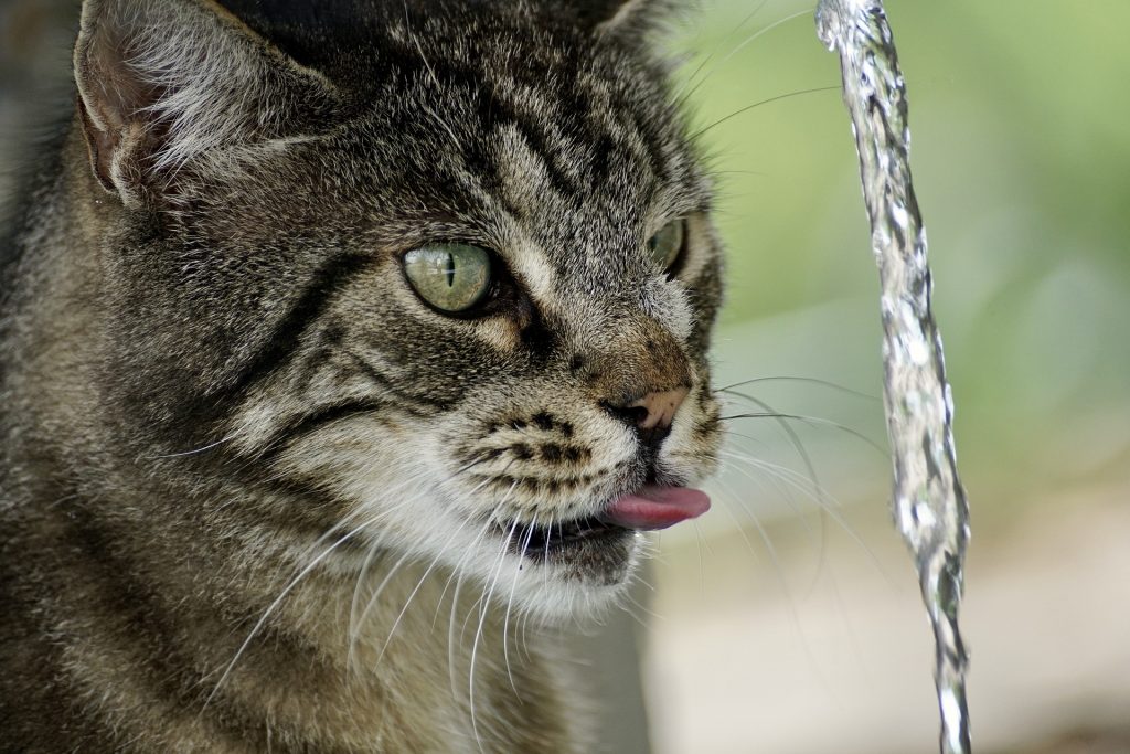 gato tem medo de água