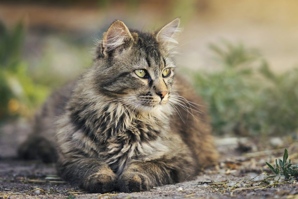 gato no cio gato no cio