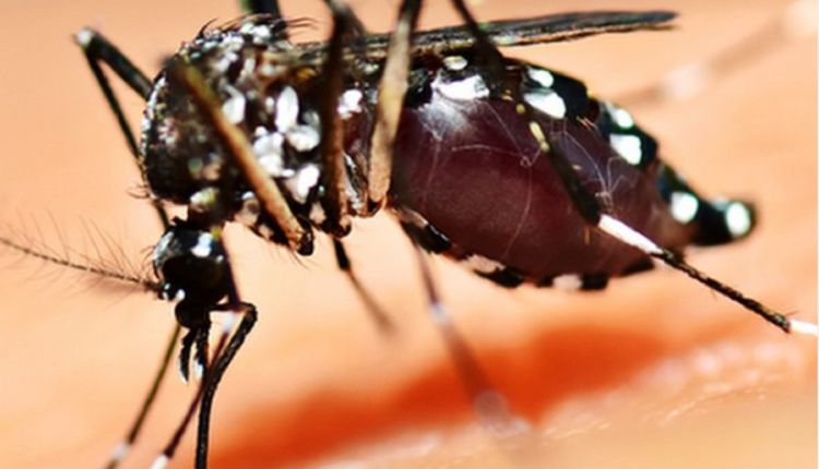 Imagem: Aedes aegypti, mosquito transmissor do vírus chikungunya (Reprodução/Instagram)