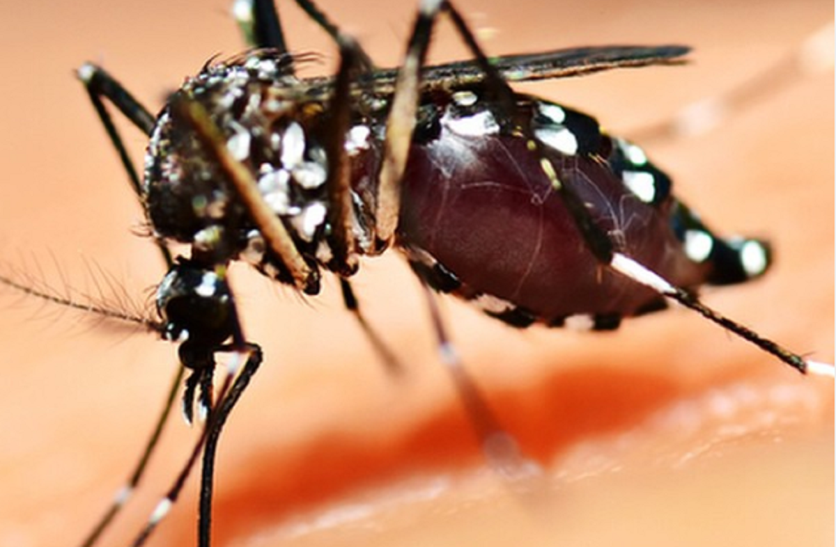 Imagem: Aedes aegypti, mosquito transmissor do vírus chikungunya (Reprodução/Instagram)