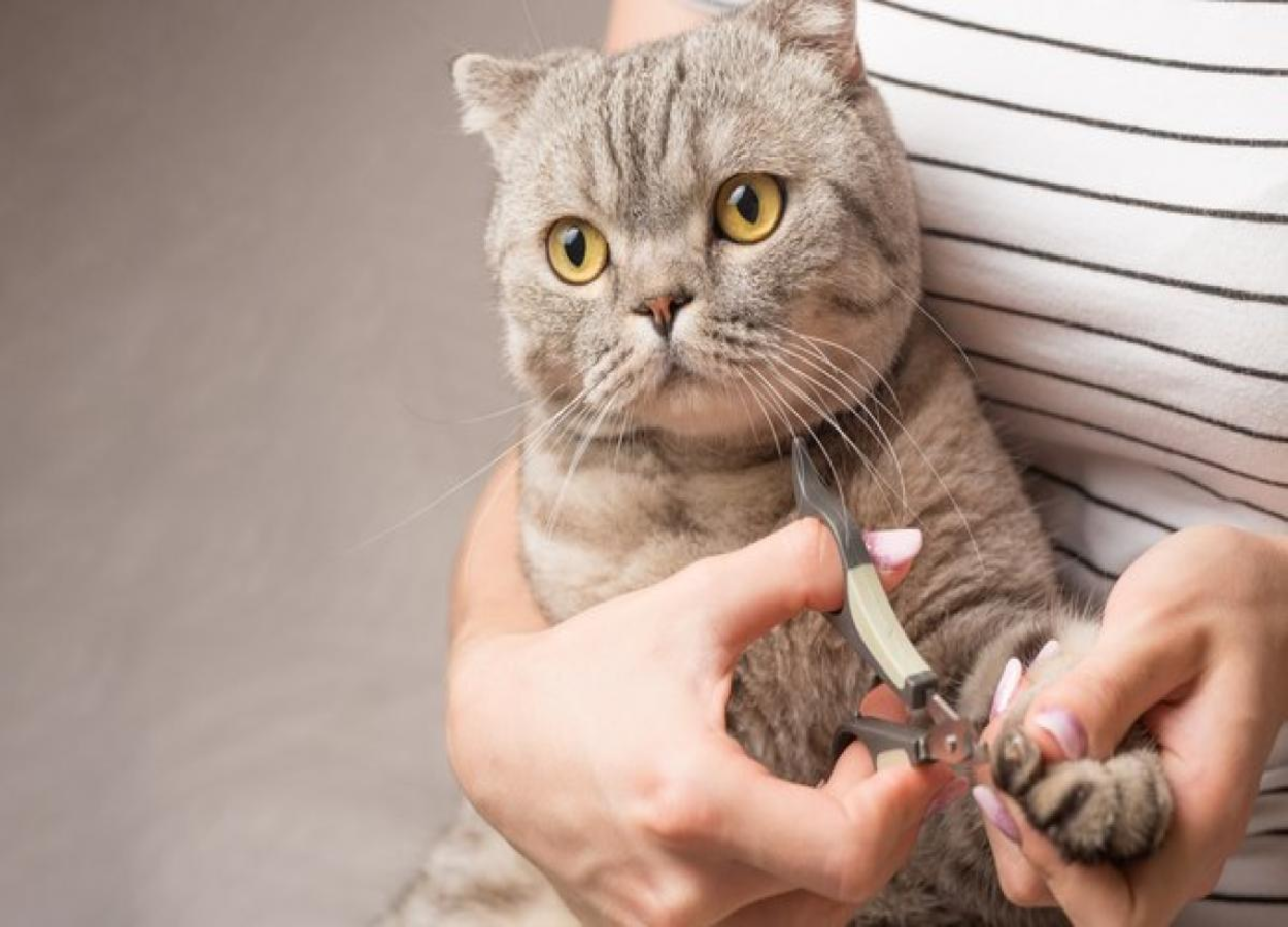 Cortar as unhas de gato: confira 3 dias importantes
