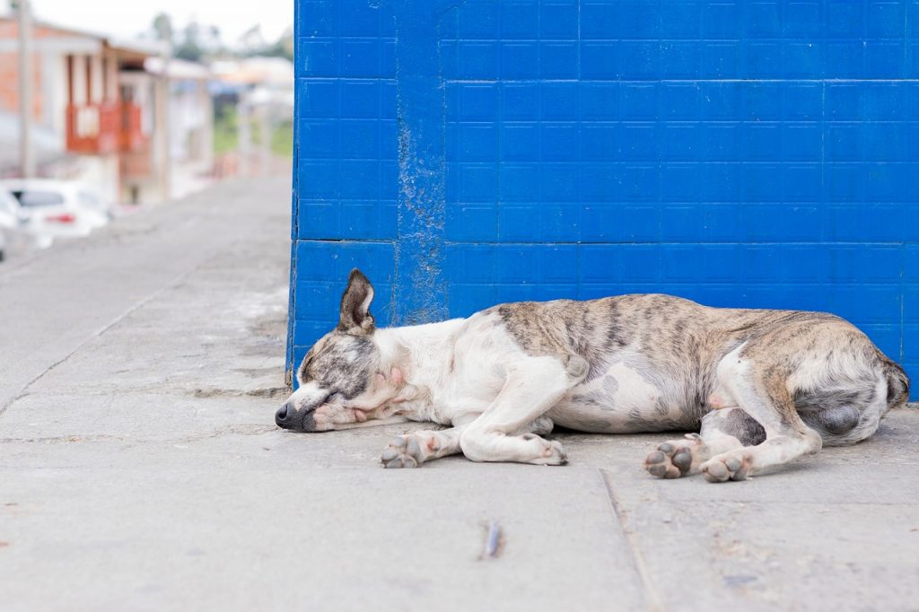 sinais cachorro doente sinais cachorro doente