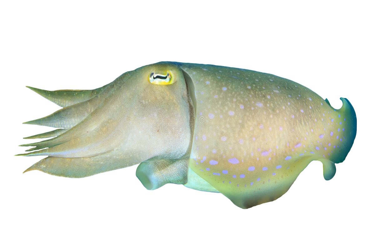 Animais exóticos da Austrália: perigos e encantos na Oceania