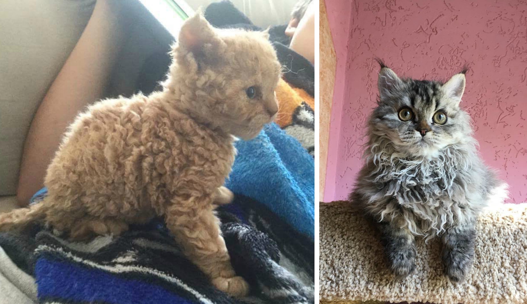 Ural Rex: conheça a raça de gatos de pelos cacheados - Folha GO