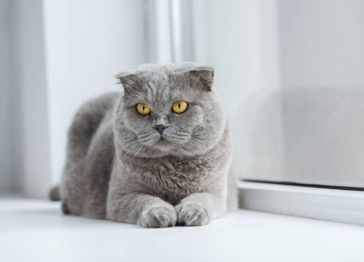 Raça scottish fold