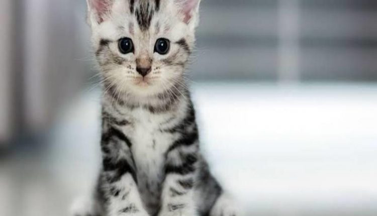 Raças de gatos pequenos: veja as mais fofas do mundo
