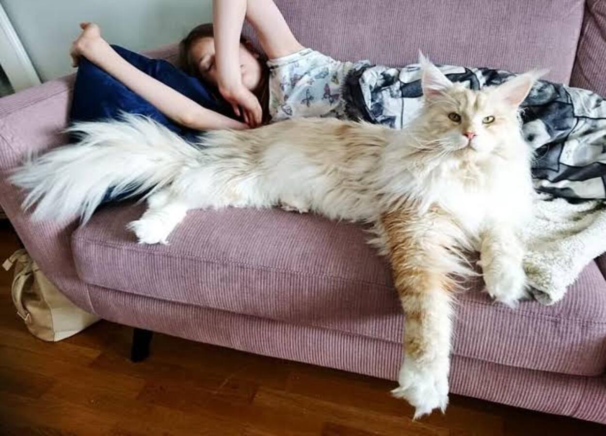 Raça maine coon