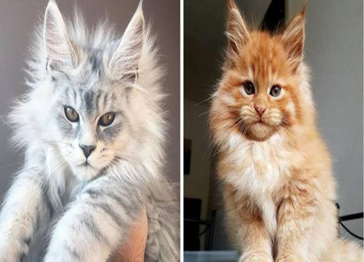 Raça maine coon