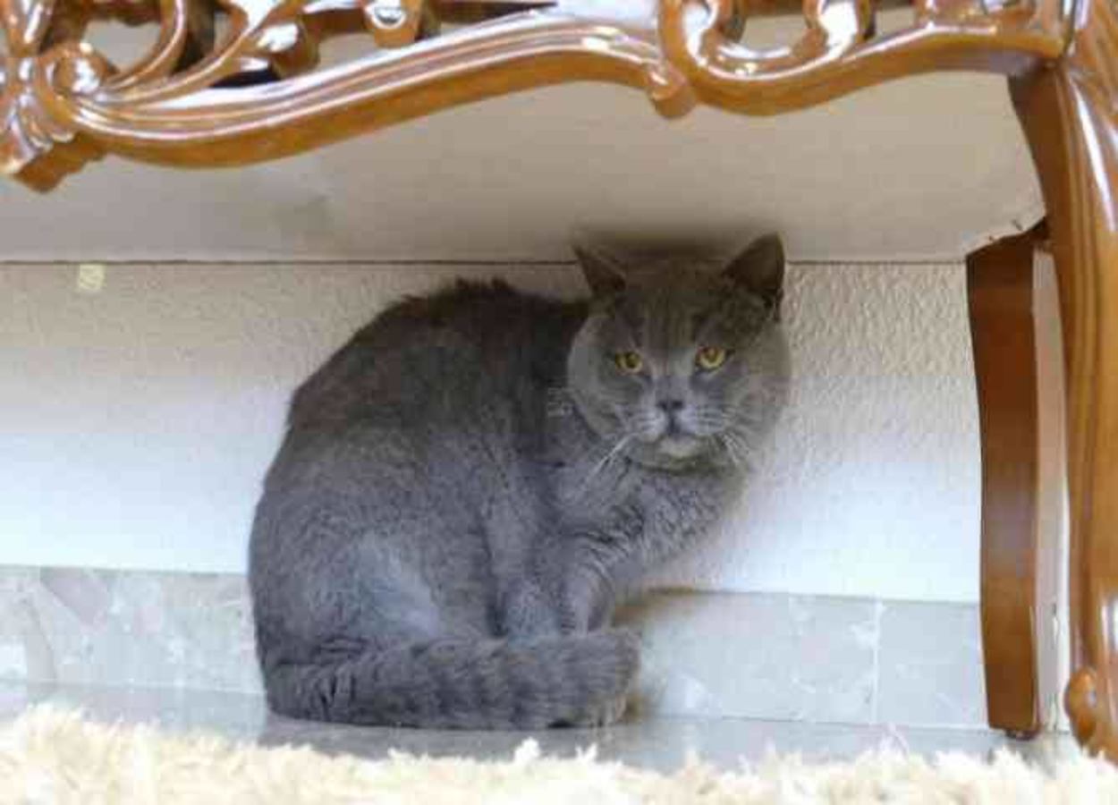 Filme gato de pelo curto inglês