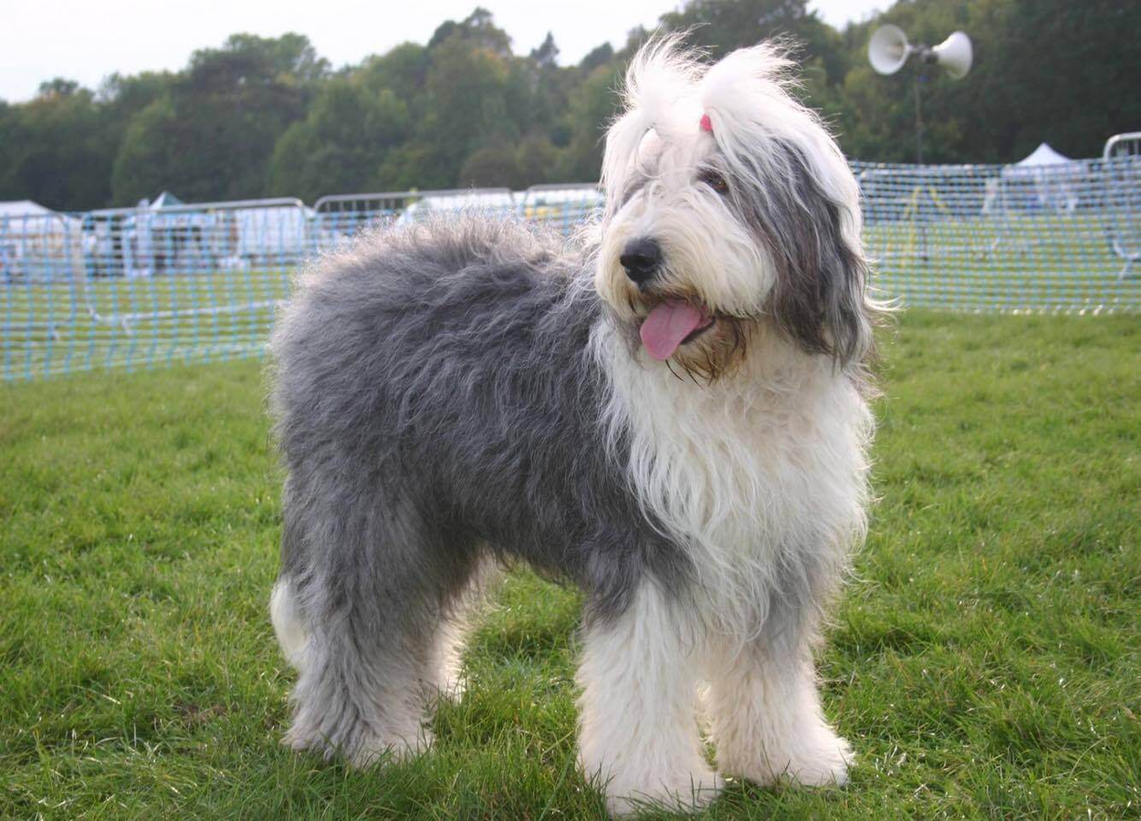 old-english-sheepdog-2