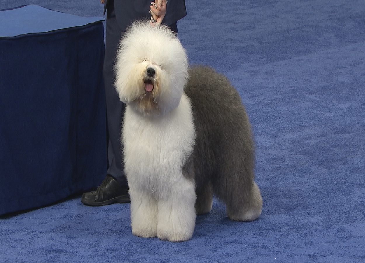 old-english-sheepdog-3