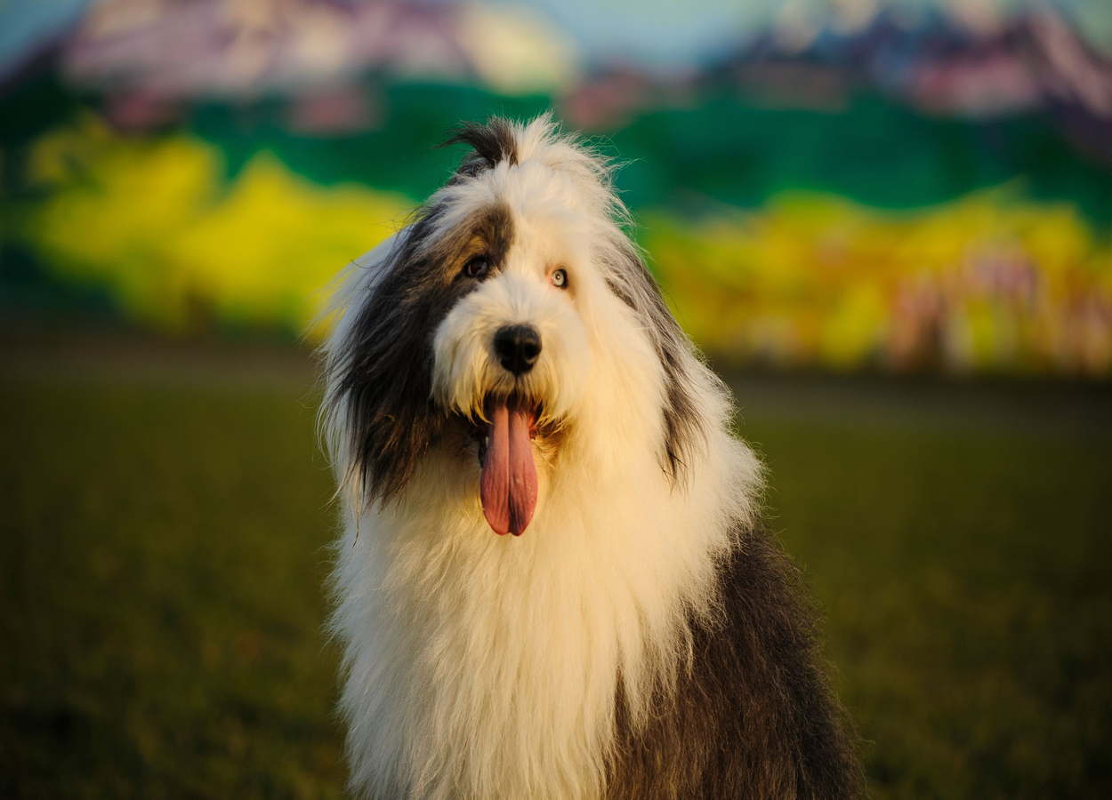 old-english-sheepdog-4