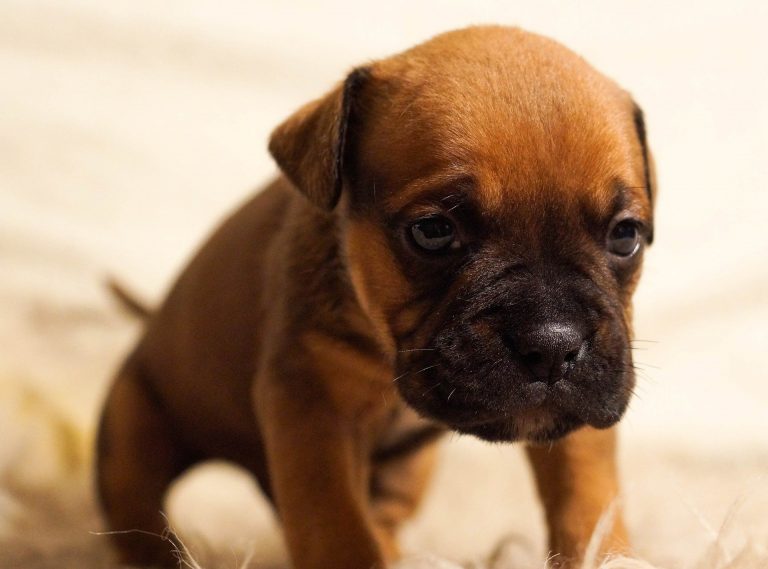 Cachorro triste: 9 sinais de que seu pet pode estar triste