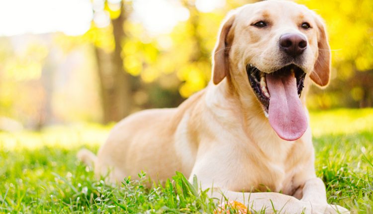 Raça de cachorro amoroso: confira 5 pets que adoram dar e receber carinho