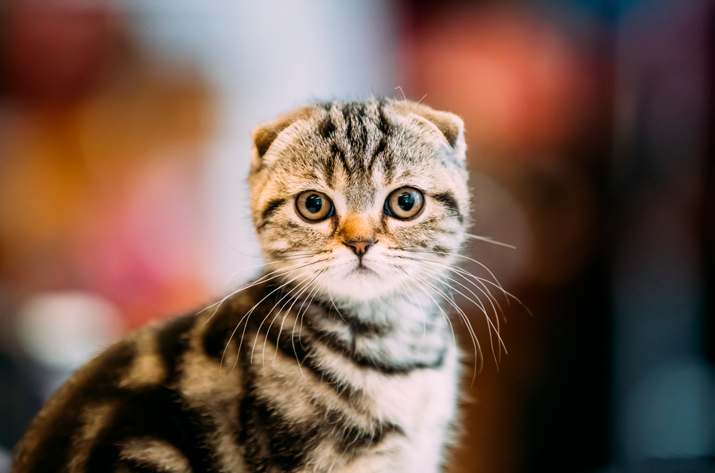 gato escocês