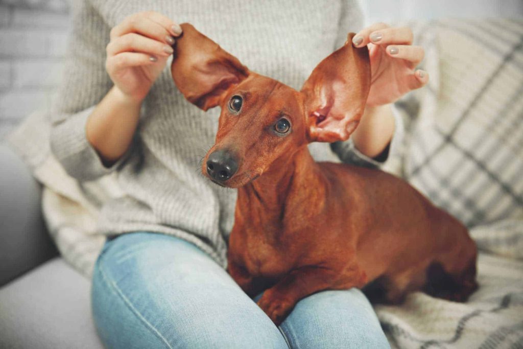 Dor de ouvidos em cachorros. Dor de ouvidos em cachorros.