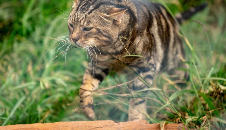 Conheça o Gato Sokoke, apelidado de gato árvore