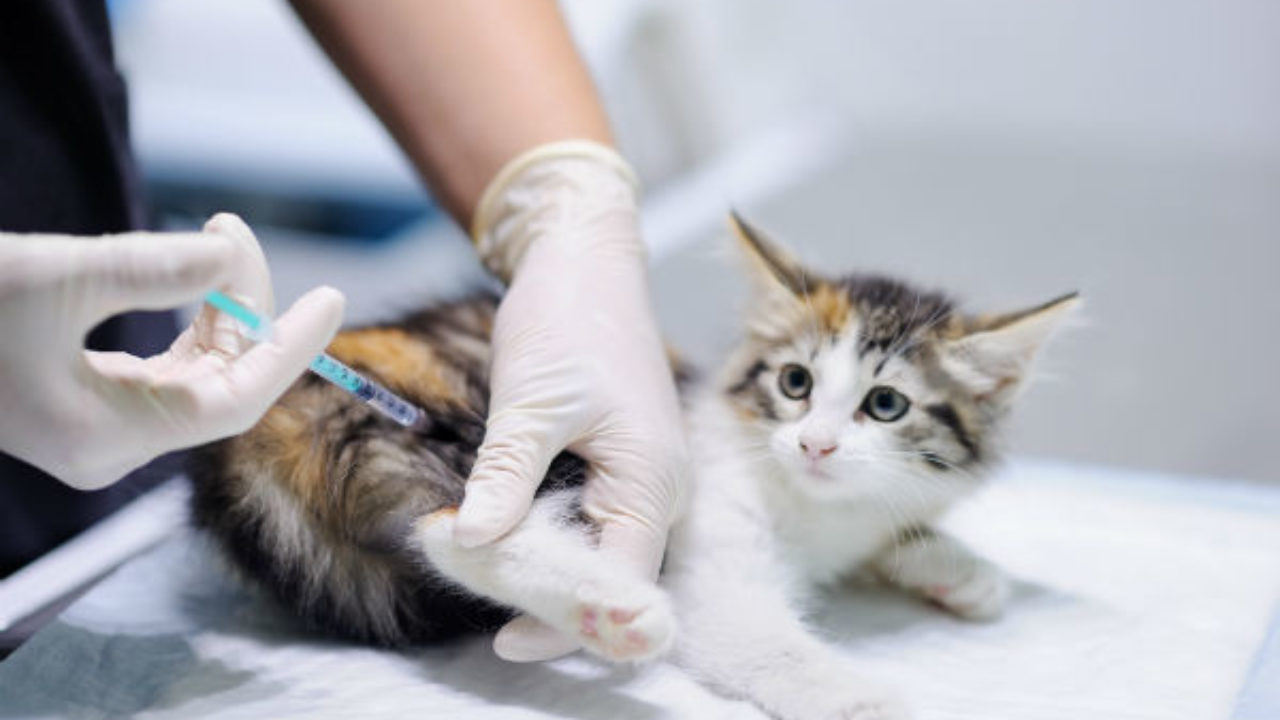 Confira quais as vacinas os cães e gatos devem tomar