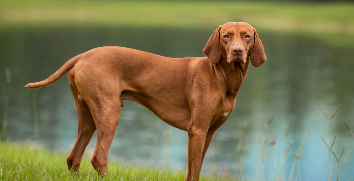 Você já ouviu falar da raça de cachorro Vizsla? Conheça agora mesmo