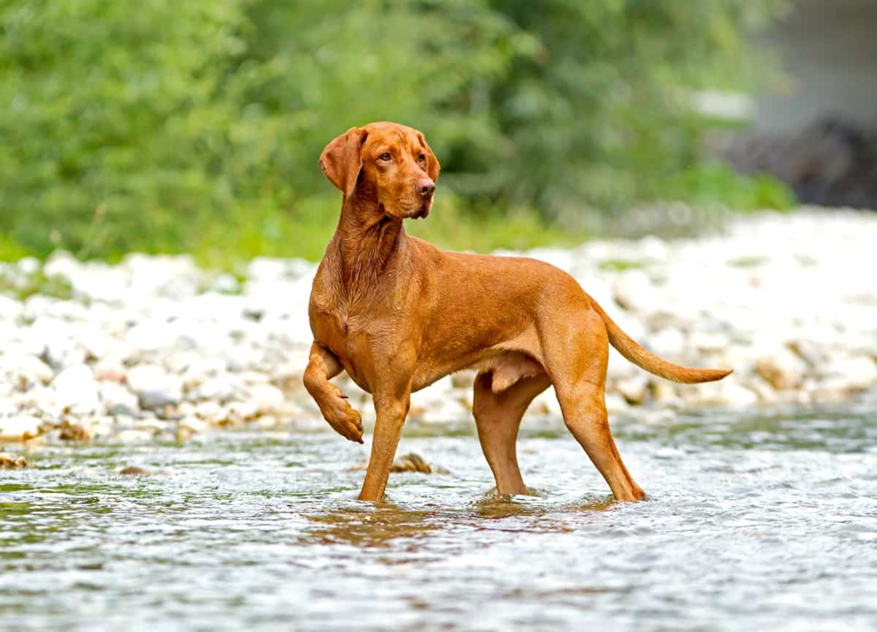 vizsla-2