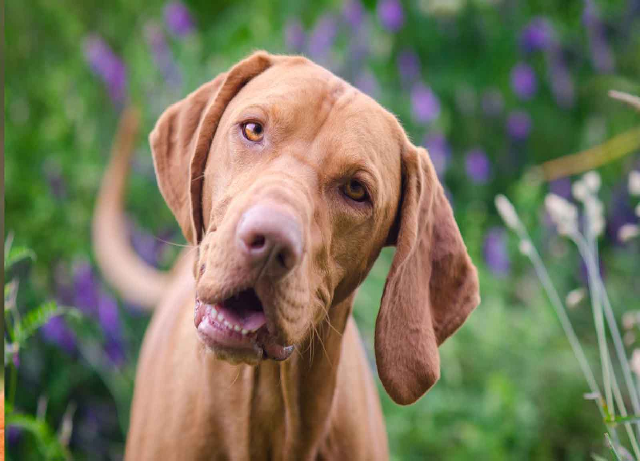 vizsla-3