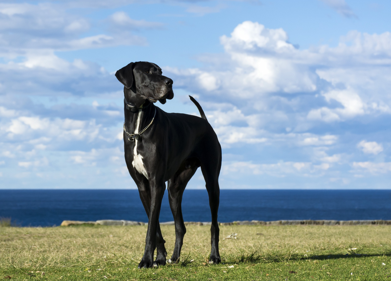 cão-mais-alto-do-mundo-3