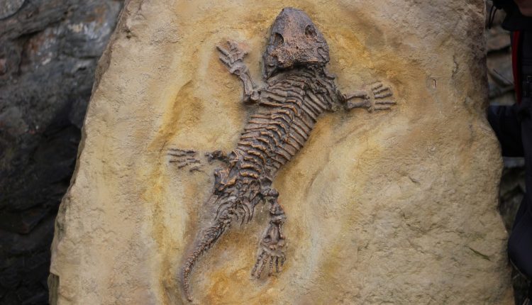 Fóssil do mais antigo mamífero do país é encontrado no interior de SP - Reprodução pixabay