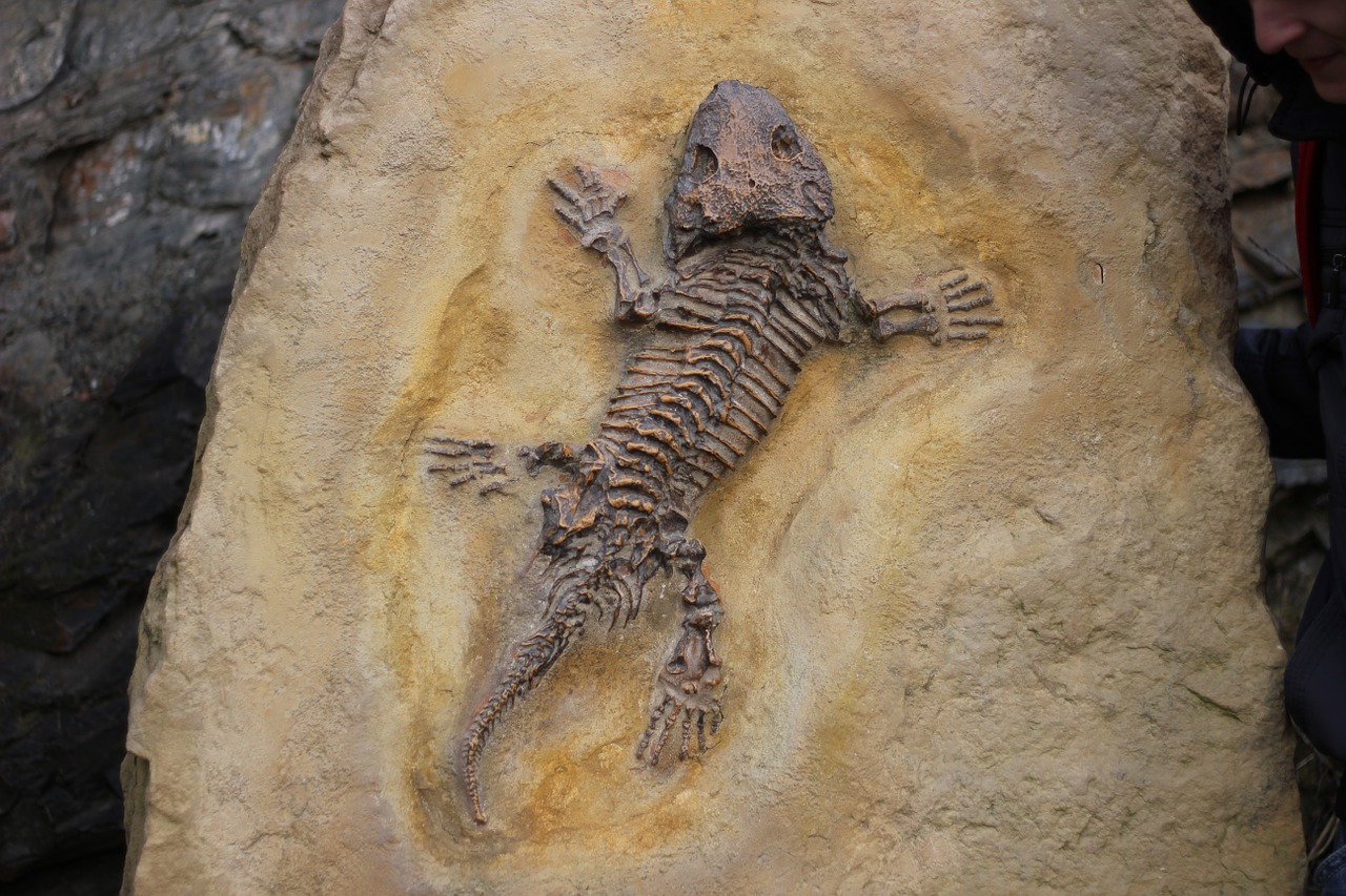 Fóssil do mais antigo mamífero do país é encontrado no interior de SP - Reprodução pixabay