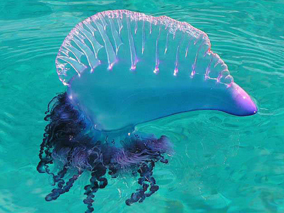 caravela portuguesa