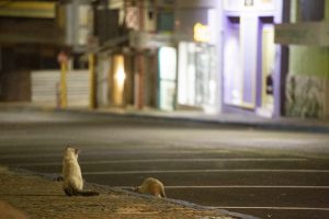 A triste realidade dos animais abandonados em Dubai, cidade do luxo