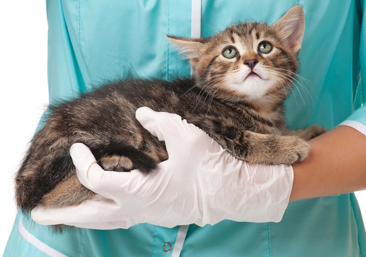 Causas de diarreia em gatos saiba como prevenir seu pet