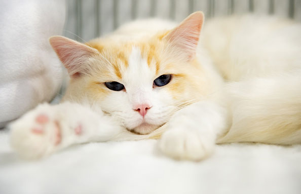 Causas de diarreia em gatos saiba como prevenir seu pet