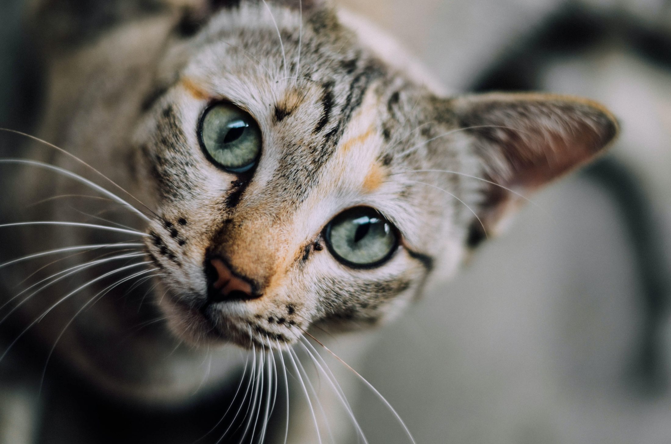 Conheça os 5 tipos de gatos e descubra qual a personalidade do seu pet