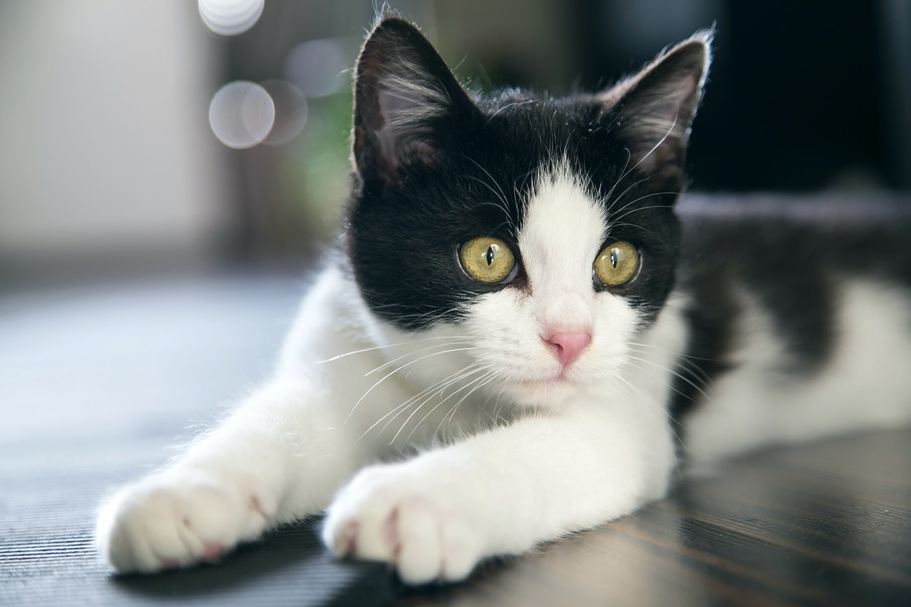 Conheça os 5 tipos de gatos e descubra qual a personalidade do seu pet