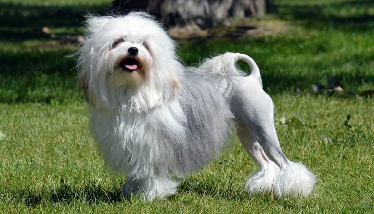 Löwchen: conheça o Pequeno Cão Leão Francês