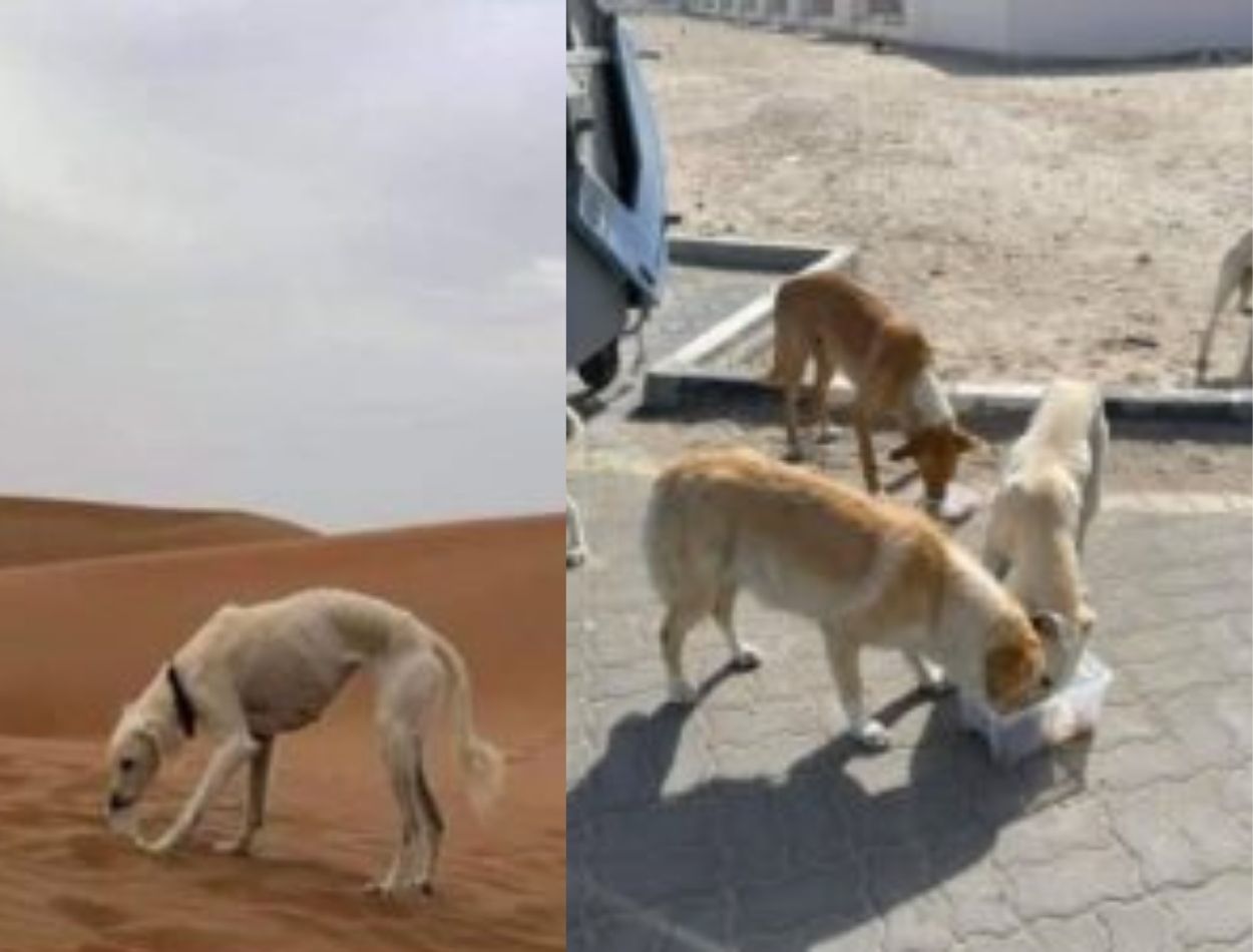 animais abandonados Dubai