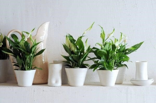 Como combinar plantas em casa: veja dicas incríveis para a decoração