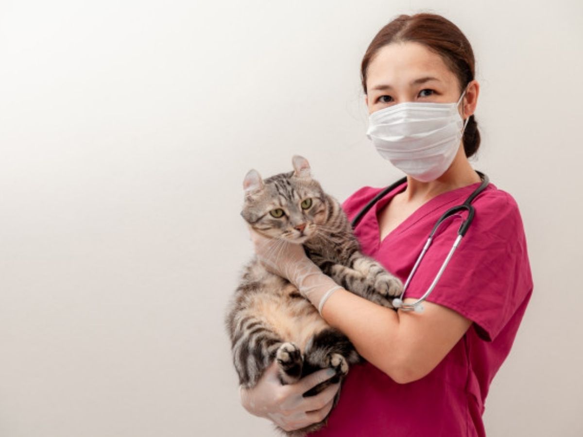 gata com veterinaria