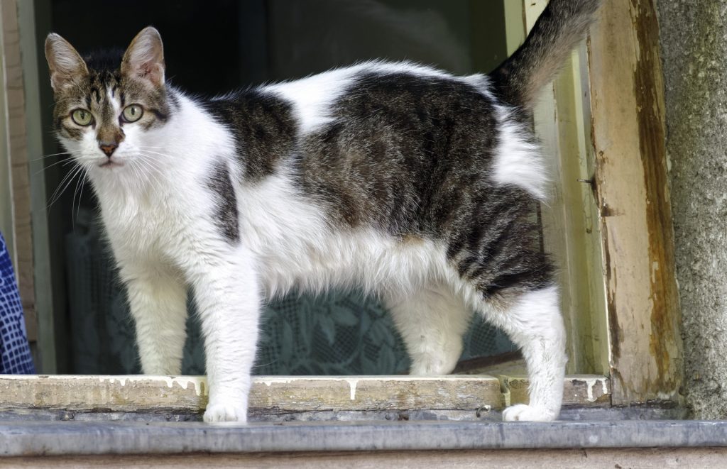 gato gato
