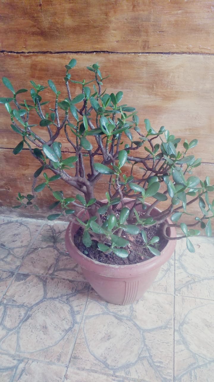 jade plantas para se ter na varanda de casa