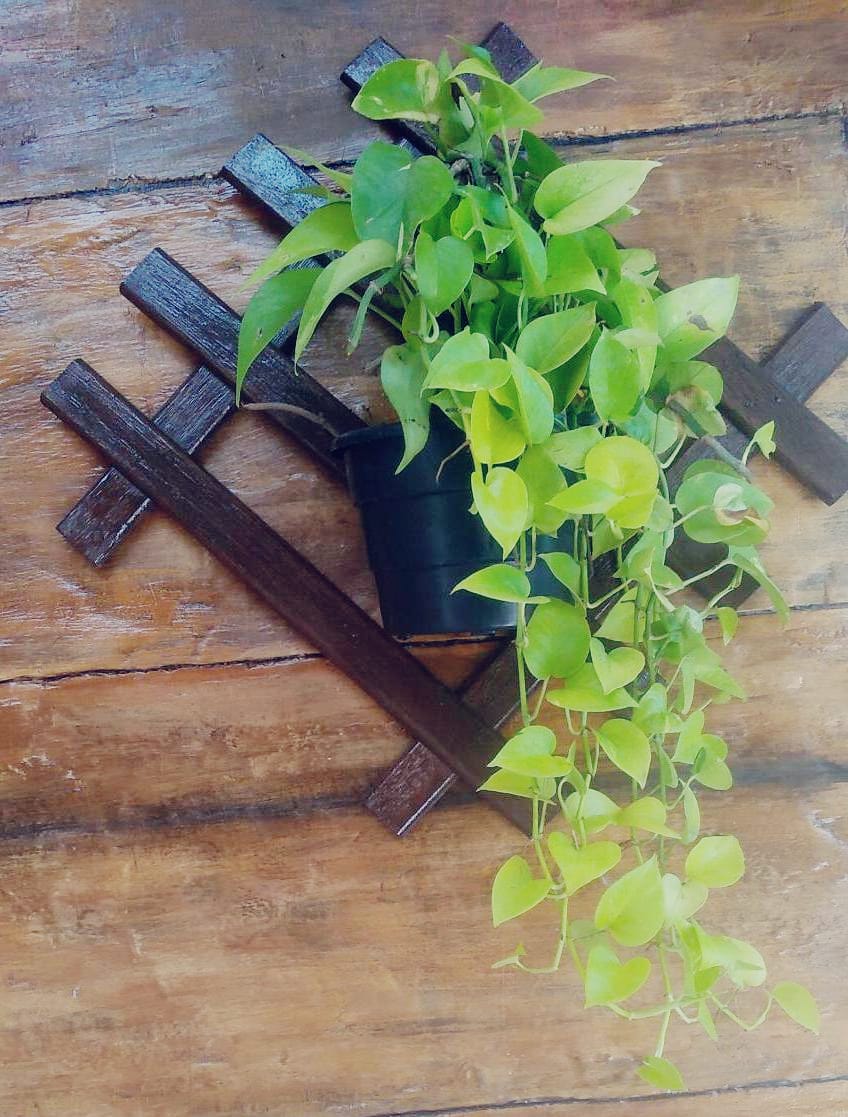Plantas para se ter na varanda de casa