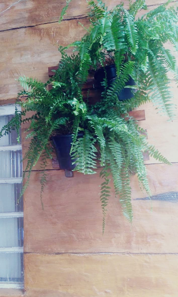 samambaia plantas para ter na varanda de casa