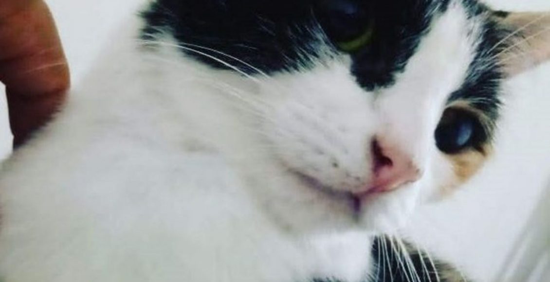 gata resgatada