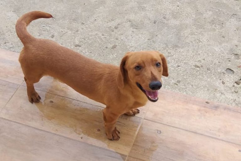 Cachorro sofre acidente doméstico em quintal
