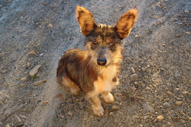 Cachorros para adoção em SP