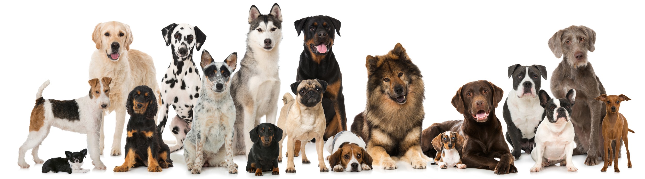 Como uma fórmula matemática antiga define as raças de cachorro mais bonitas