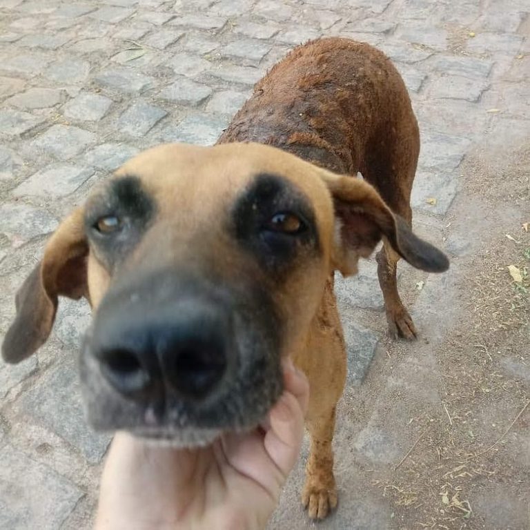 Cadela vítima de agressão é resgatada por moradores locais
