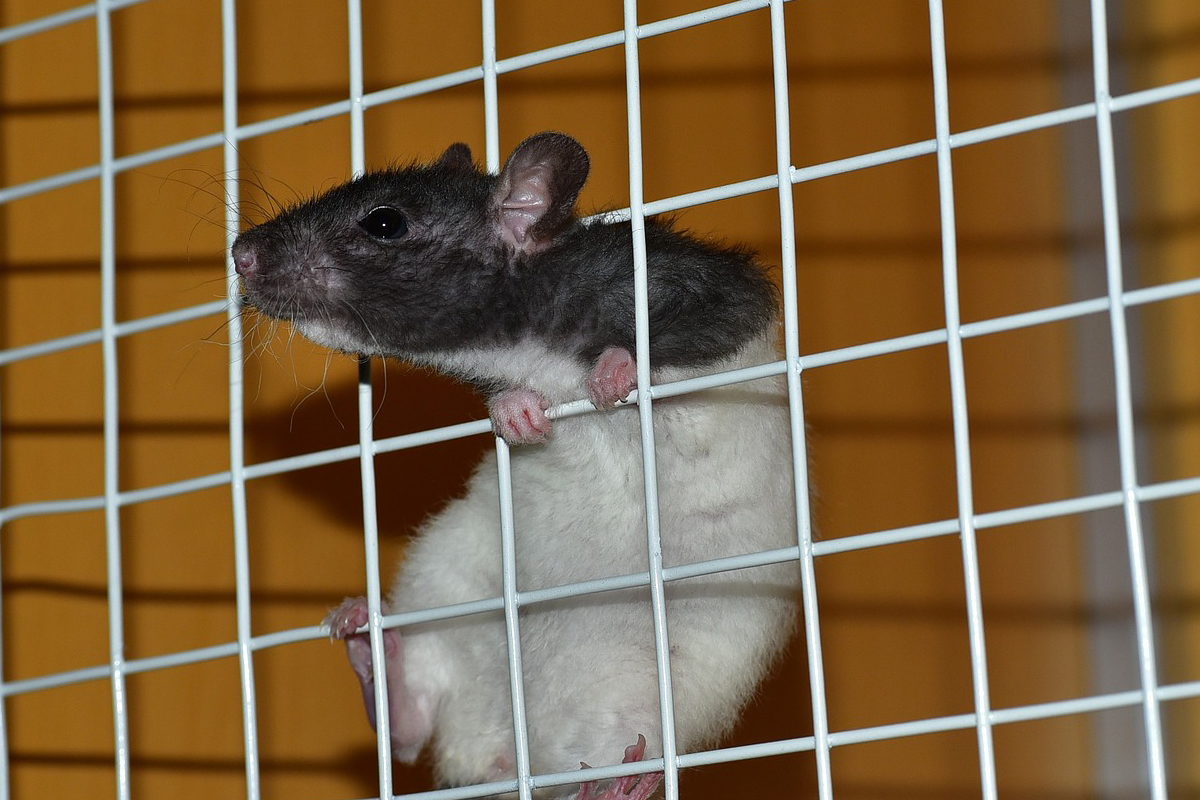 Testes em animais ainda acontecem - Reprodução Pixabay
