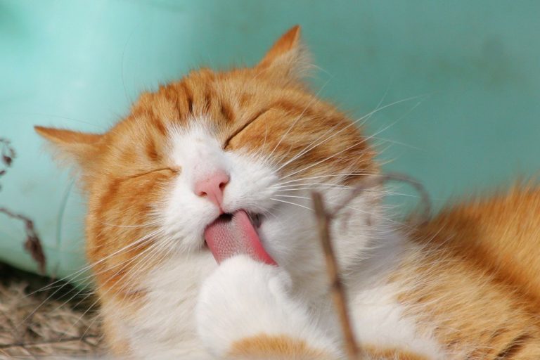 Abril das especialidades traz palestras sobre o mundo felino - Reprodução Pixabay